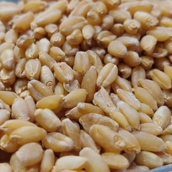 Lokwan Wheat Small Grain 1 Kg