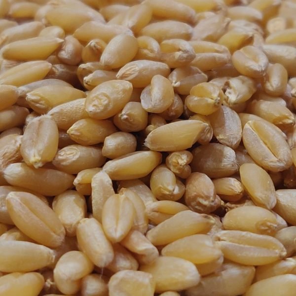 Lokwan Wheat Medium Grain 1 Kg