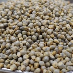 Bajra (கம்பு) (Pearl Millet) 1 Kg